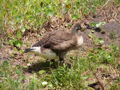 [Side view of a gosling which appears to have a large chest and rump. I'm sure it would float quite well!]